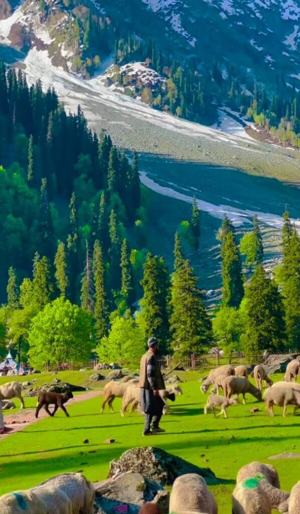 Scenic view of an offbeat place in Kashmir with snow-capped mountains and lush green meadows.