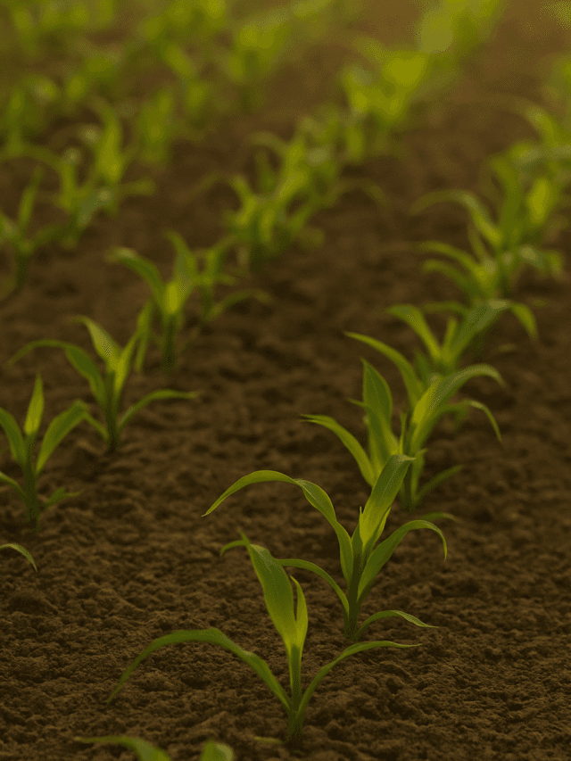 7 Sowing Seeds Secrets: What You Plant Today Shapes Tomorrow